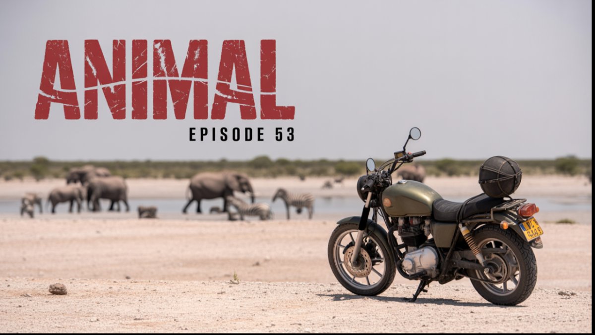 Animal
